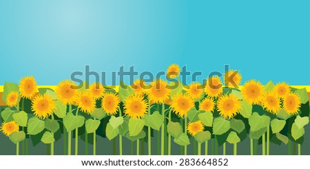 Summer season, nature picture, field of sunflowers under blue sky