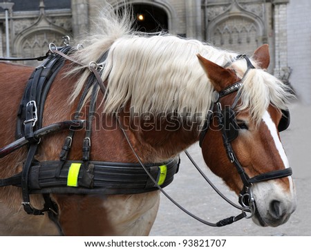 Profile of a carriage horse close up