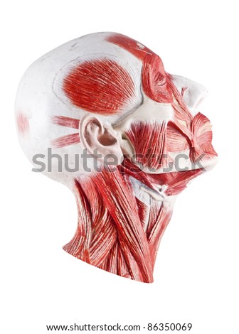 human muscle system
