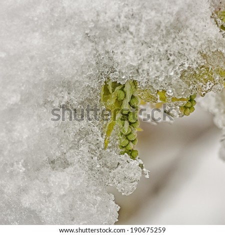 Green spring bud encased in ice.