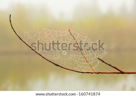 Spider web between branches of a a wet tree in autumn park