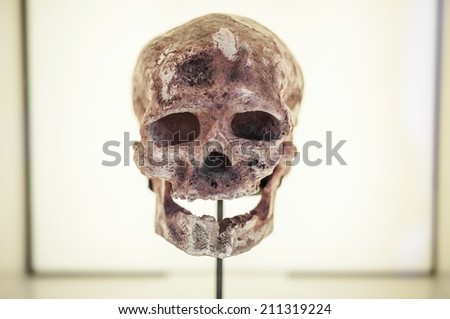 Front view of human ancestor skull in showcase, evolution concept