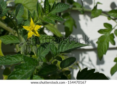 Yellow tomato flower and buds on a green bushy plant.