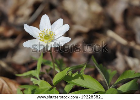 Anemone nemorosa is an early-spring flowering plant in the genus Anemone in the family Ranunculaceae, native to Europe. Common names include wood anemone, windflower, thimble weed, and smell fox.