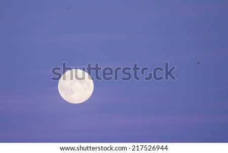 Full moon and flying birds on August sky, Sweden.