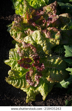 Garden lettuce in soil. Lactuca sativa