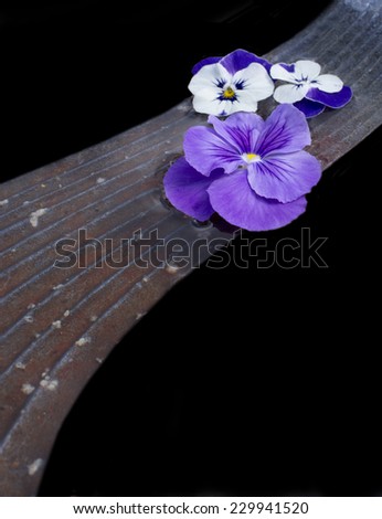 Pansy flowers on stone bridge, abstract composition, isolated on black.