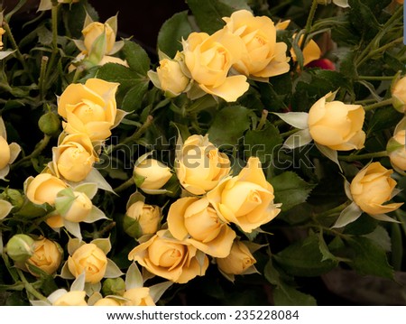 Yellow roses. Pale light yellow roses and green foliage closeup full frame.