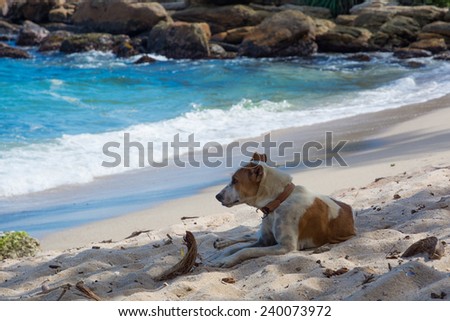 Dog resting on beach. Dog with collar in the sand with ocean behind. Southern Province, Sri Lanka, Asia.