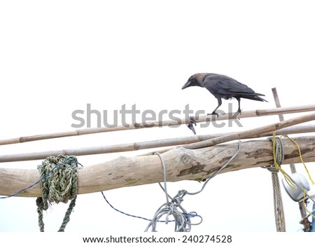 Black raven in the harbor, Tangalle, Southern Province, Sri Lanka, Asia.