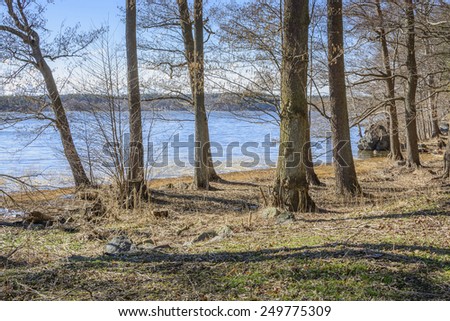 Spring by the lake. Springtime begins in the forest at Lake Malaren, Stockholm, Sweden in Mid March.
