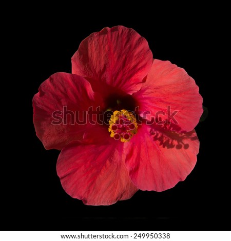 Red hibiscus flower front view with pistil shadow falling on four o clock.