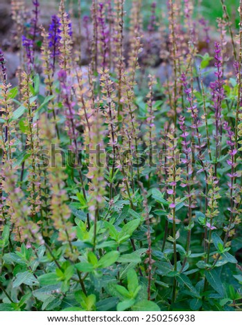 Herb mentha with flowers in purple and green.