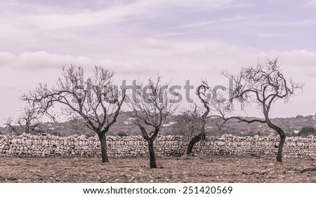 Four almond trees on red earth and with drystone wall outside Santanyi, Mallorca in October. Mallorca, Balearic islands, Spain. Vintage coloring.