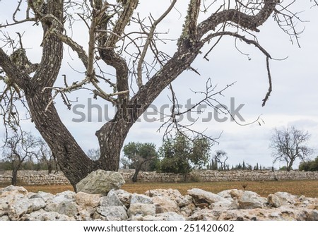 Drystone wall and tree rural landscape in south Mallorca, Balearic islands, Spain in October.
