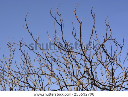 Tree branches on blue sky in spring, beginning to come alive. Sweden in April.