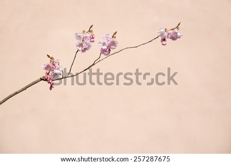 Twig with pink cherry blossoms against warm terracotta color wall.