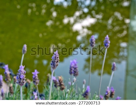 Lavender by lake closeup with green water and sky reflection.