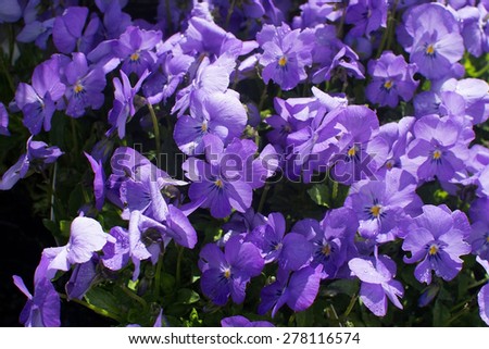Sweet purple violet flowers (Viola cornuta) closeup full frame in sunshine and with raindrops.