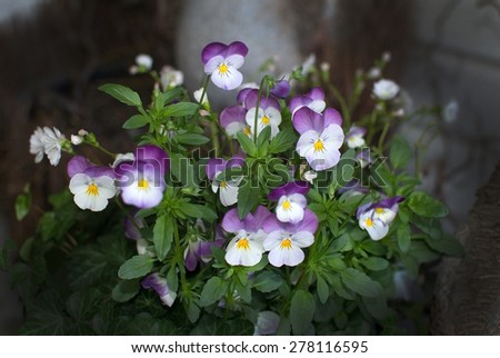 Wild pansy or Heartsease flowers closeup blossoming in May.