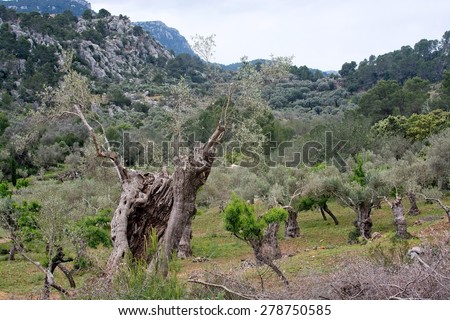 Milenario oak tree. Thousand years old or more oak tree, Majorca, Balearic islands, Spain.