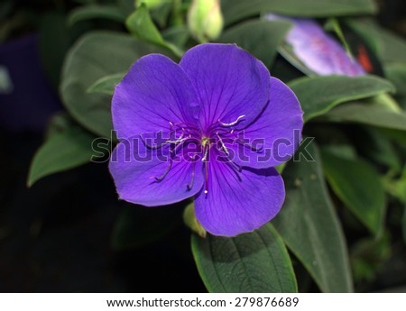 Glorybush (Tibouchina) purple beautiful and exotic tropical flower with many names: Princess-flower, Glorybush, Lasiandra, Princess Flower, Purple Glory Bush, Tibouchina perennial growing in Hawaii.