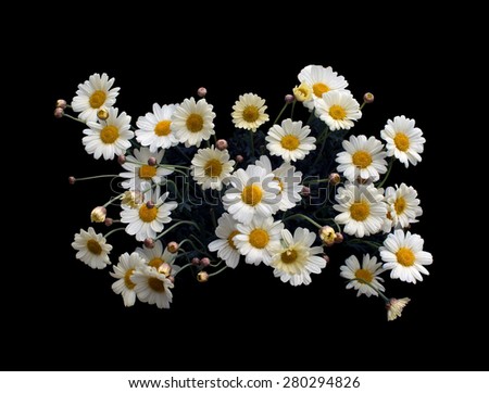 Yellow Oxe-eye daisy or Moon Daisy May flowers, Leucanthemum vulgare, blossoming in May.