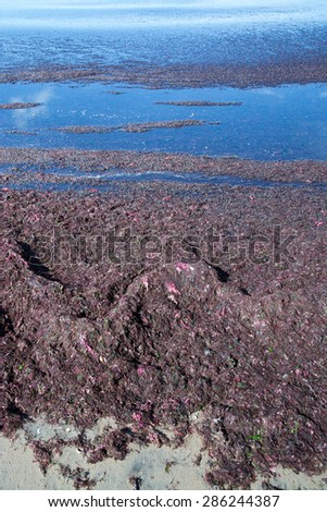 Red seaweed on beach Falkenberg, Sweden.