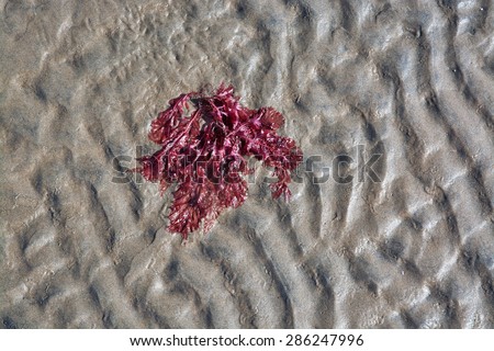 Abstract sand and red seaweed pattern, seaside natural organic landscape detail.