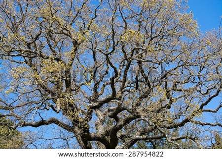 Oak branches with new spring leaves against blue sky, Sweden in May.