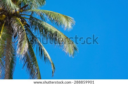 Coconut palm tree and blue sky copy space in remote location, Southern Province, Sri Lanka, Asia.