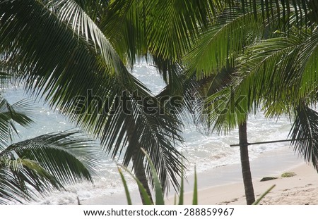 Coconut palm trees and and sandy beach below in remote location, Southern Province, Sri Lanka, Asia.