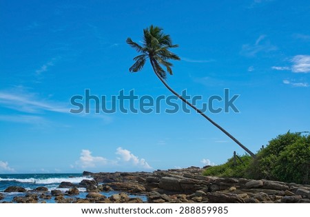 Coconut palm tree in rocky landscape in remote location, Southern Province, Sri Lanka, Asia.