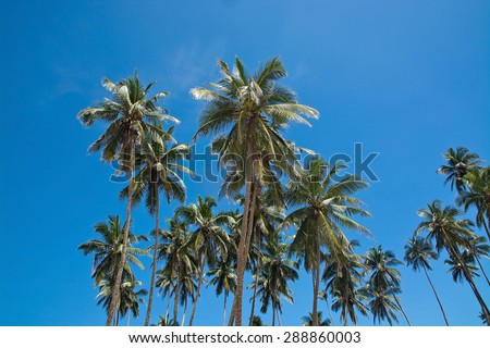 Coconut palm trees and sky in remote location, Southern Province, Sri Lanka, Asia.