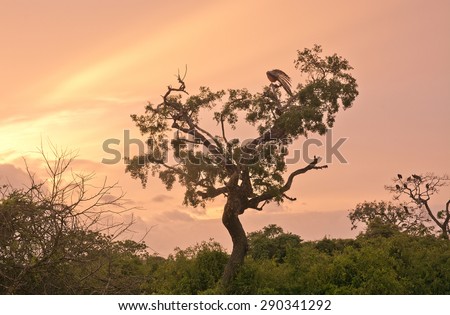 Beautiful sunrise sky in pinks, oranges and purple with tree and birds in silhouette in Yala National Park, Sri Lanka.