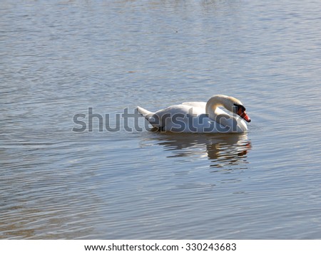 White swan swimming in water, drinking water on a sunny spring day in April, Stockholm, Sweden.