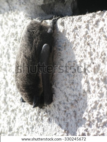 Hanging bat. Bat hanging on balcony closeup on a spring day in March, Stockholm, Sweden.