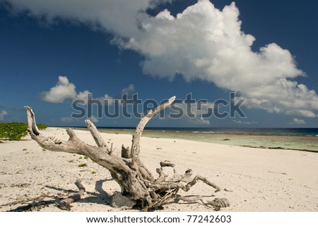 Root on the lonely beach of Maupiti, French Polynesia, Society Islands