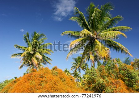 Palm trees on tropical beach, Maupiti, French Polynesia, Society Islands
