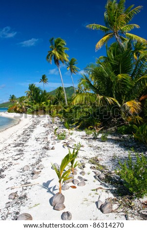 Wild lonely tropical beach on Maupiti, French Polynesia, Society Islands