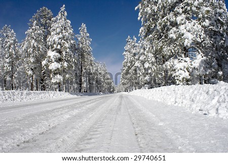 Road level view of a tree lined snow covered rural road on a clear day.
