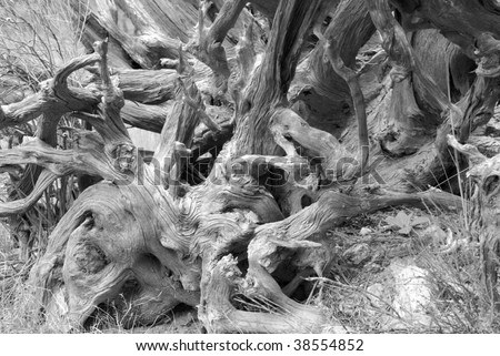 Black and white close-up of the texture of weathered roots from an upturned old growth pine.