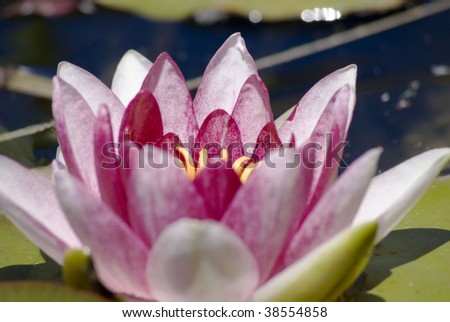The close up of a pink water lily (nymphaea adorata) with a shallow depth of field with focus toward the back petals of the flower.