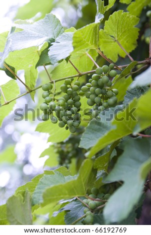 A vertical format shot of unripened grapes shaded amongst the leaves.