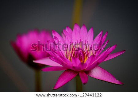 Pink lotus petals, fresh paint