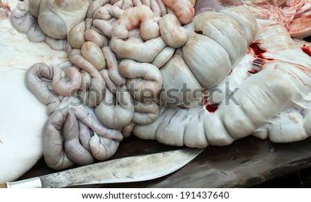 GI tract internal organs of pig