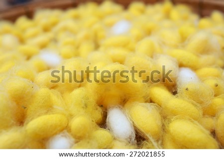 Silk worm cocoons from egg to worm in basket