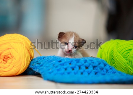 Cute little kitten playing of yarn on the tiles.
