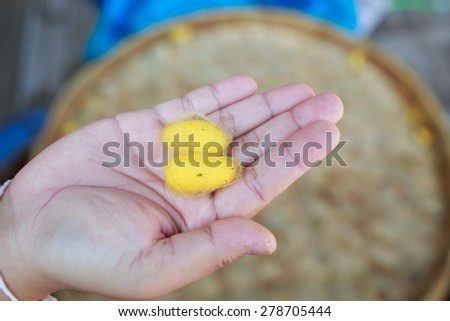 Silk worm cocoons from egg to worm on hand