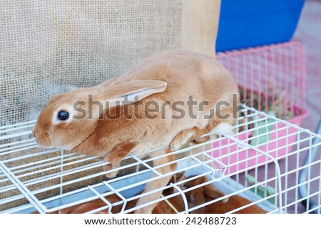 Small red hand rabbit sits on white cell in store of animals